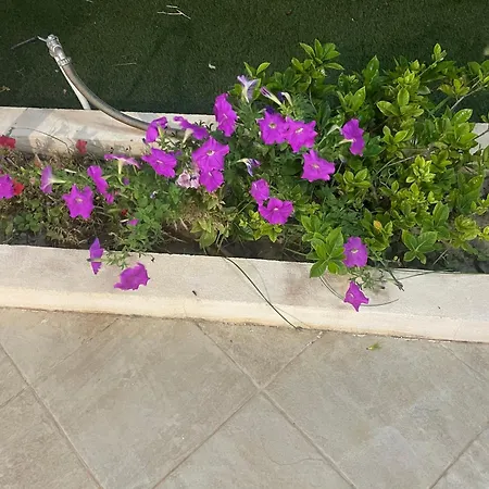 فندق مبيت وإفطار Nicole House - & *